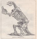 Vintage illustration of a Skeleton of Megatherium 1900s Royalty Free Stock Photo